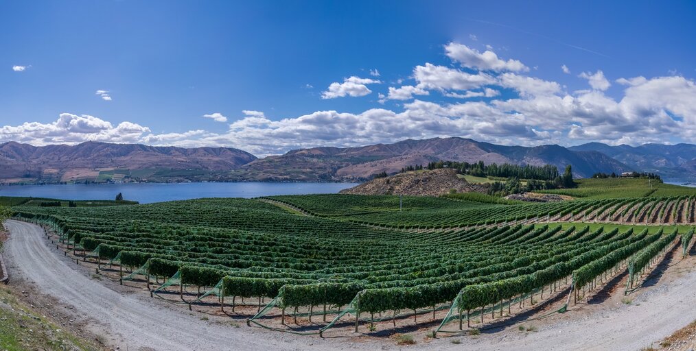 Photo credit: Sergei Akulich via Unsplash Top 5 Countries to WWOOF on a Vineyard: South Africa